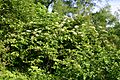 Sambucus canadensis habit 001