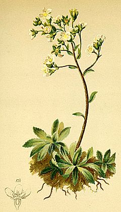 Archivo:Saxifraga brevifolia Atlas Alpenflora