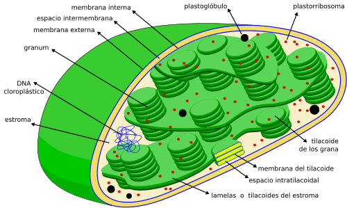 Archivo:Scheme Chloroplast-es