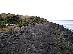 Archivo:Shrubs on the seawall - geograph.org.uk - 214493
