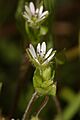 Stellaria media 3675