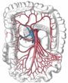 Superior mesenteric a