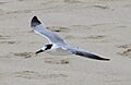 Thalasseus acuflavidus flying Yucatan