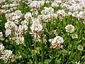 Trifolium repens (5154568317)