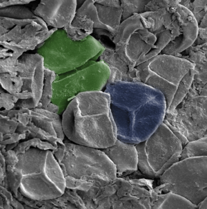 Archivo:Trilete spores