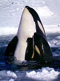 Archivo:Type C Orcas 2