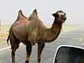 Wild Bactrian camel on road east of Yarkand