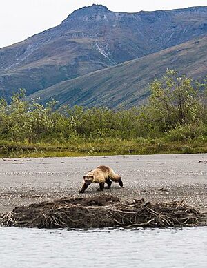 Archivo:Wolverine in Gates of the Arctic NP