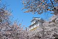 津山城 備中櫓と桜