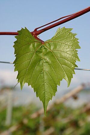 Archivo:101-14 junges Blatt