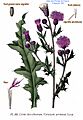 181 Cirsium arvense Scop