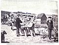 1883-11-15, La Ilustración Española y Americana, Agerville (Francia).—La vacunación de carneros contra la enfermedad llamada «carbunco» (sistema Pasteur)