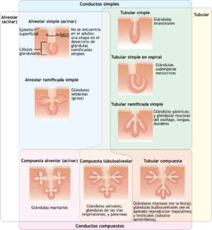 Archivo:406 Types of Glands-es