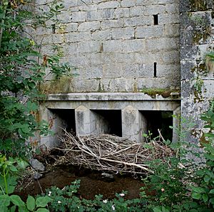 Archivo:Alcantarillas de Cardaño de Abajo-P sobre río Chico