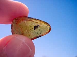 Archivo:Ant in amber1