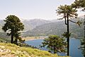 Araucaria araucana Lanin