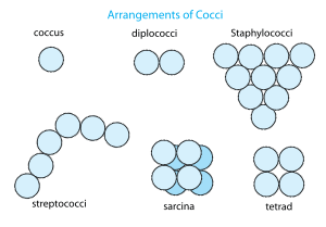 Archivo:Arrangement of cocci bacteria en