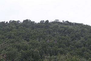 Archivo:Bosque esclerofilo-chile