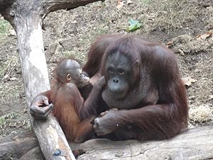 Archivo:Breastfeeding orangutan - Barcelona Zoo 2015 - 01