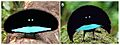 Cape presentation display of superb birds-of-paradise
