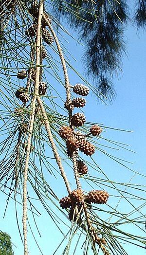 Archivo:Casuarina cunninghamiana fruit01