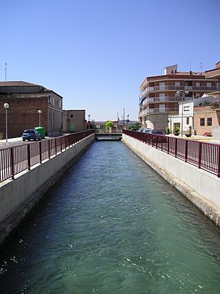 Cecladepinyana.JPG