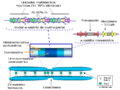 Centromere humans