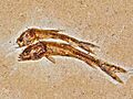 Chanidae - Dastilbe species