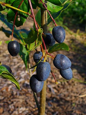 Archivo:Chionanthus virginicus 003