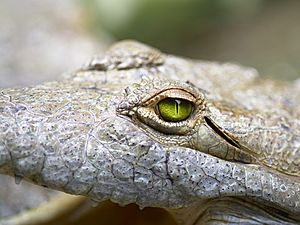 Close up of Crocodylus intermedius.jpg