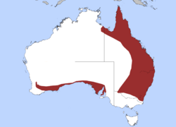Distribución de Acanthophis antarcticus en Australia