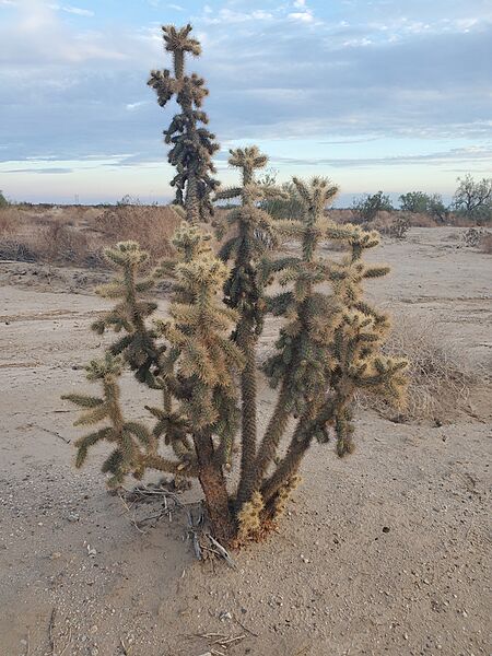 Cylindropuntia munzii 3