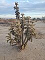 Cylindropuntia munzii 3