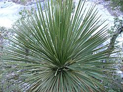 Dasylirion acrotriche var. parryanum LaVilla,Guanajato2 d acrotriche var. parryanum.jpg