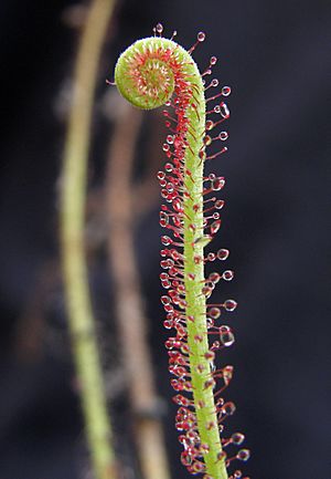 Archivo:Drosera filiformis leaf Darwiniana
