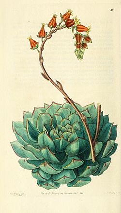 Edwards' botanical register, or, Ornamental flower-garden and shrubbery .. (1829-1847) (20551793994).jpg