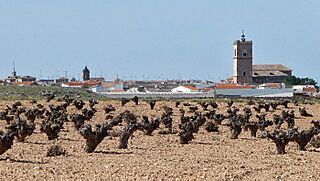 El Toboso, viñas e iglesias.jpg