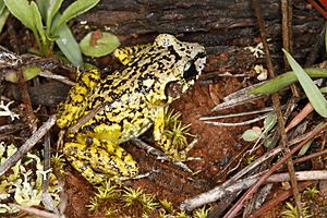 Archivo:Eleutherodactylus leoncei 51070635023 74a5747751o