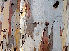 Archivo:Eucalyptus camaldulensis bark two trees