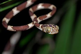 Flickr - ggallice - Bluntheaded tree snake