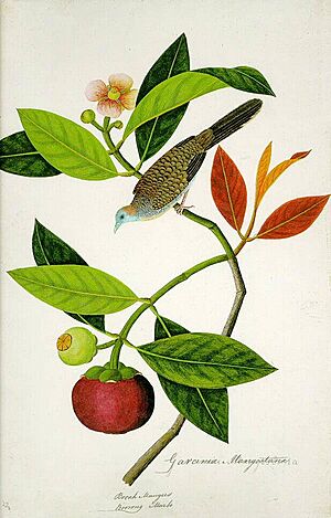 Archivo:Garcinia Mangostana; Booah Mangies; Boorong Merbo (William Farquhar Collection, 1819–1823)