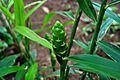 Ginger Plant vs