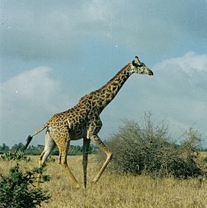 Archivo:GiraffeRunning