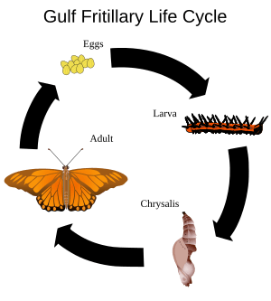 Archivo:Gulf Fritillary Life Cycle