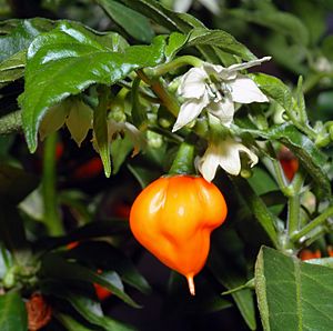 Archivo:Habanero chile - flower with fruit (aka)