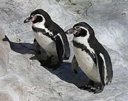 Archivo:Humboldt Penguins
