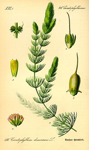 Archivo:Illustration Ceratophyllum demersum0