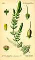Illustration Ceratophyllum demersum0