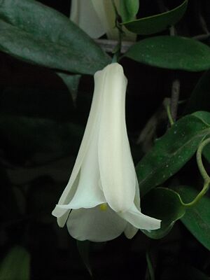Archivo:Lapageria rosea in Temuco 07