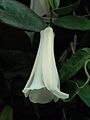 Lapageria rosea in Temuco 07